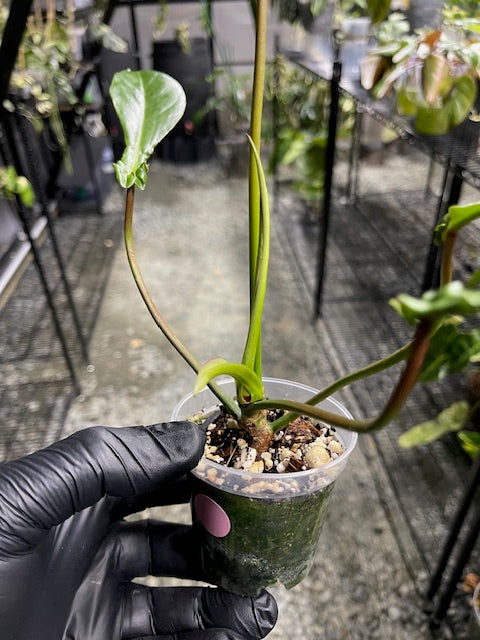 Philodendron Joepii