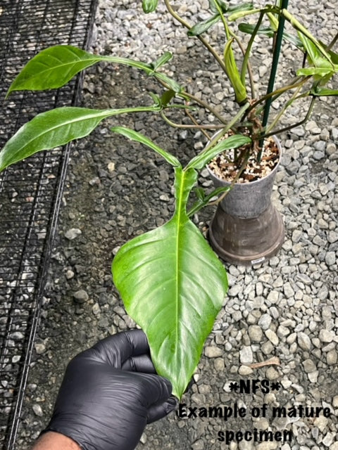 Philodendron Joepii