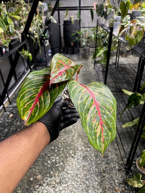 Aglaonema Red Emerald- Chinese Evergreen