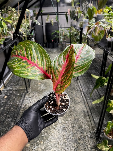 Aglaonema Red Emerald- Chinese Evergreen