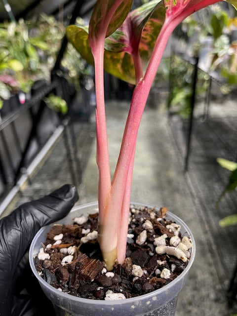 Aglaonema Red Emerald- Chinese Evergreen