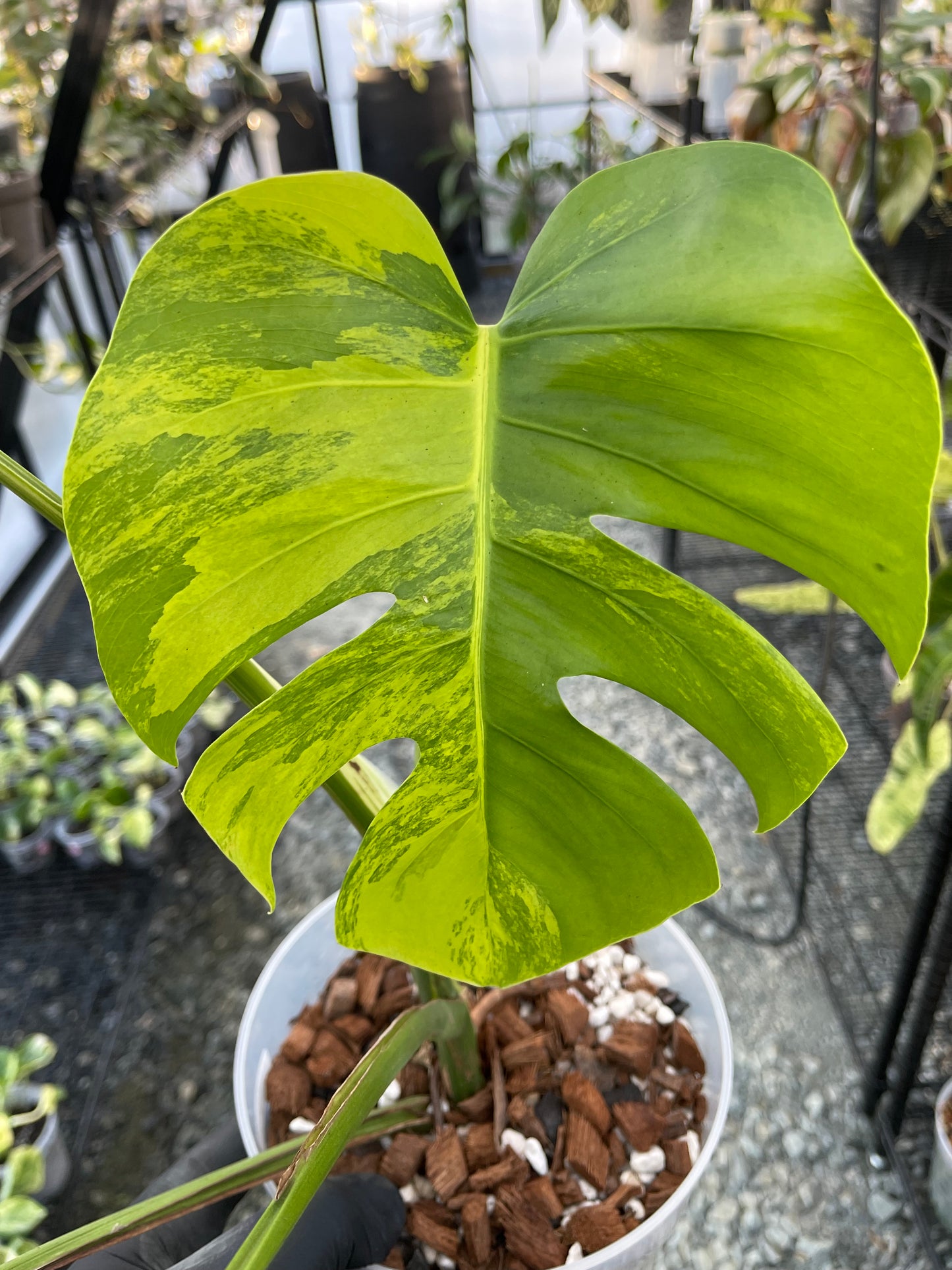 Variegated Monstera Aurea (Small Form) – SouthernMdTropicals