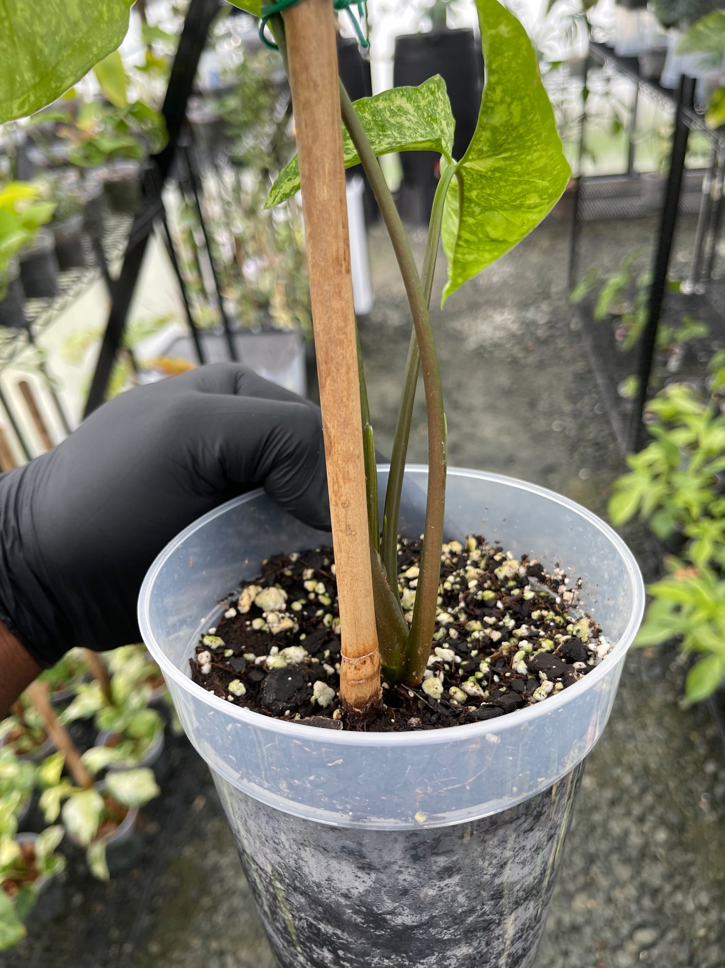 Syngonium Panda Galaxy( Grower’s Choice)