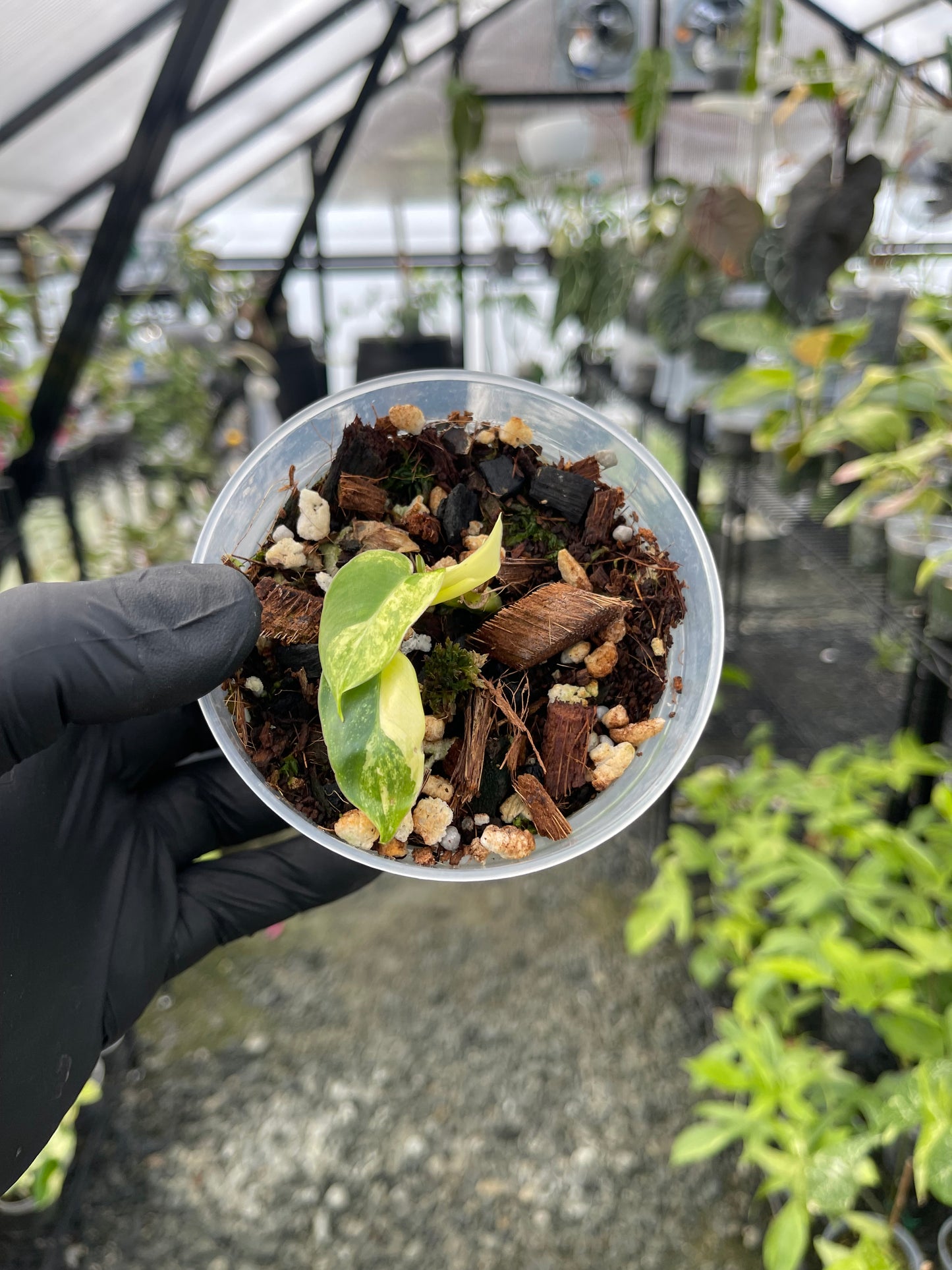 Variegated Philodendron Burle Marx