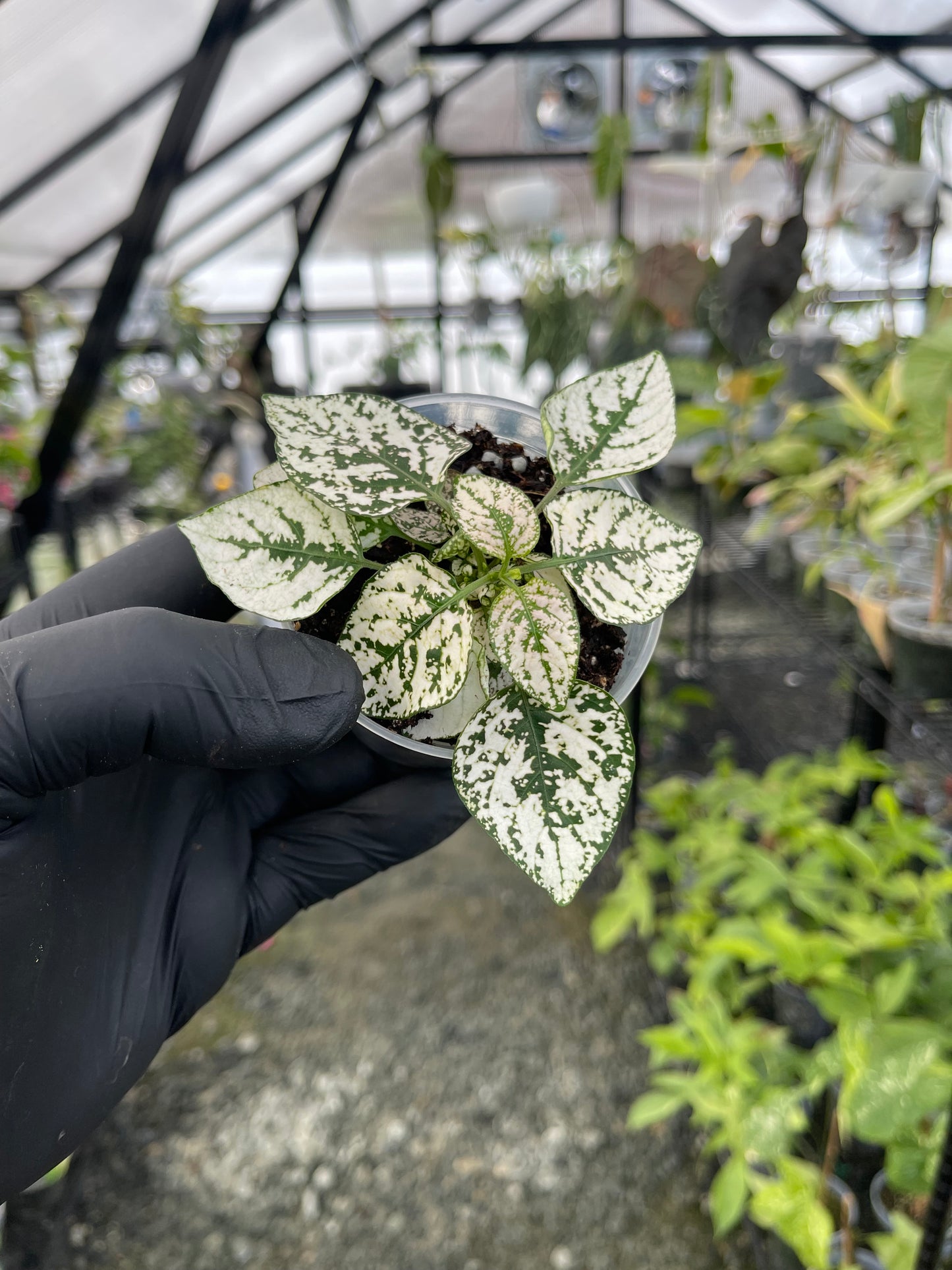 Polka Dot Plant( White)- Grower’s Choice