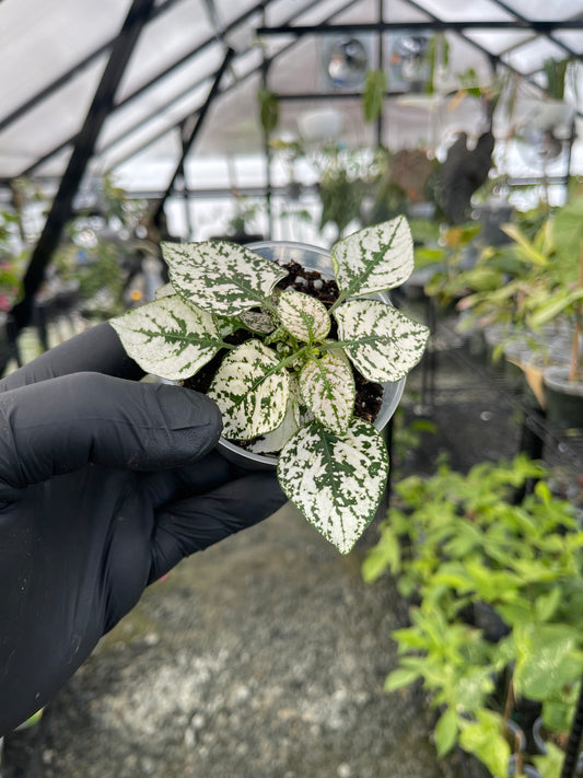 Polka Dot Plant( White)- Grower’s Choice