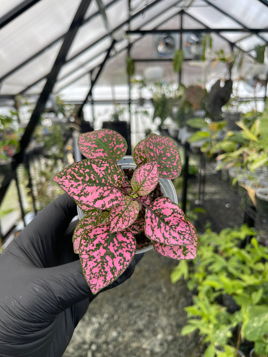 Polka Dot Plant( Pink)- Grower’s Choice