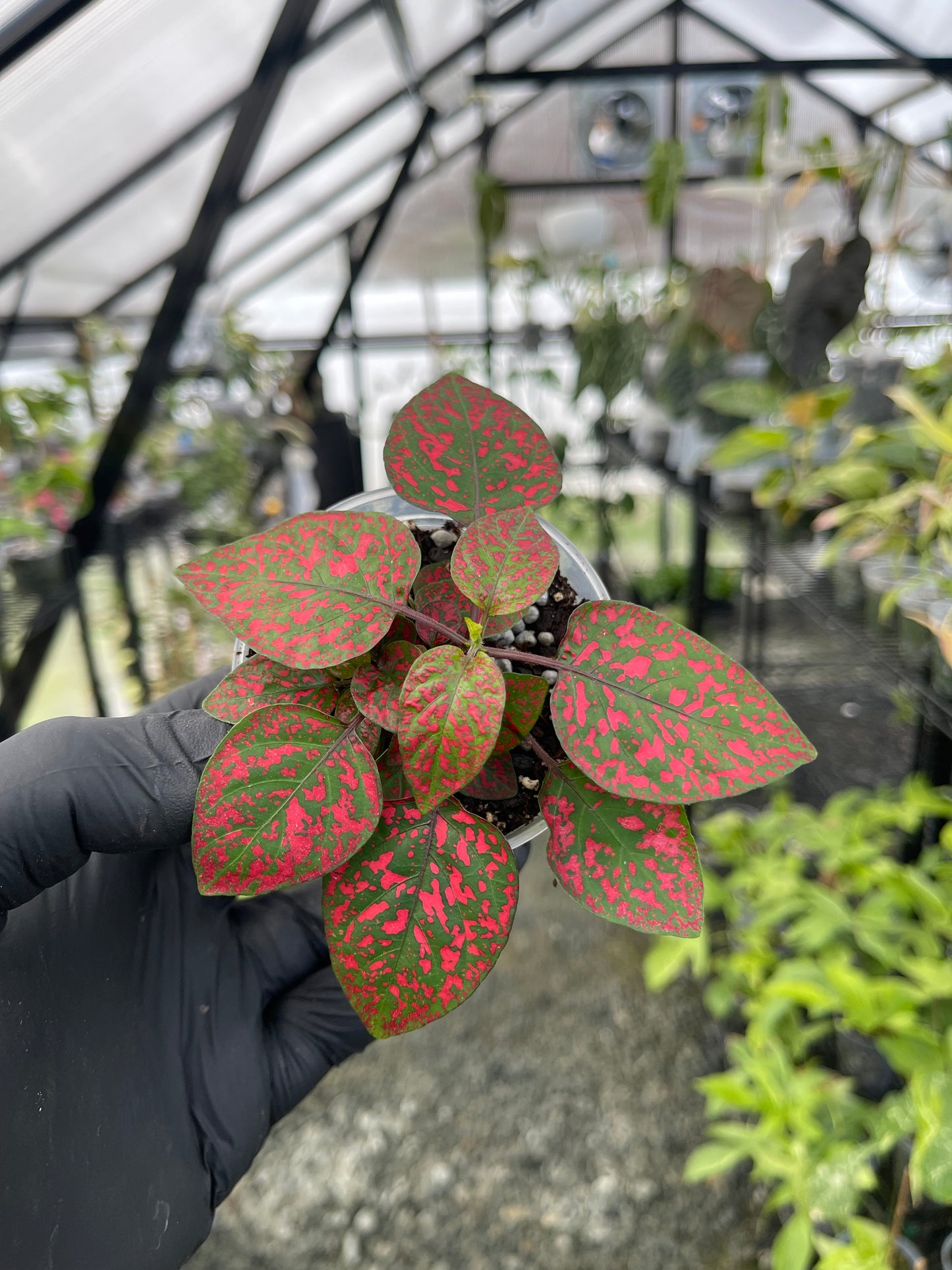 Polka Dot Plant( Red)- Grower’s Choice