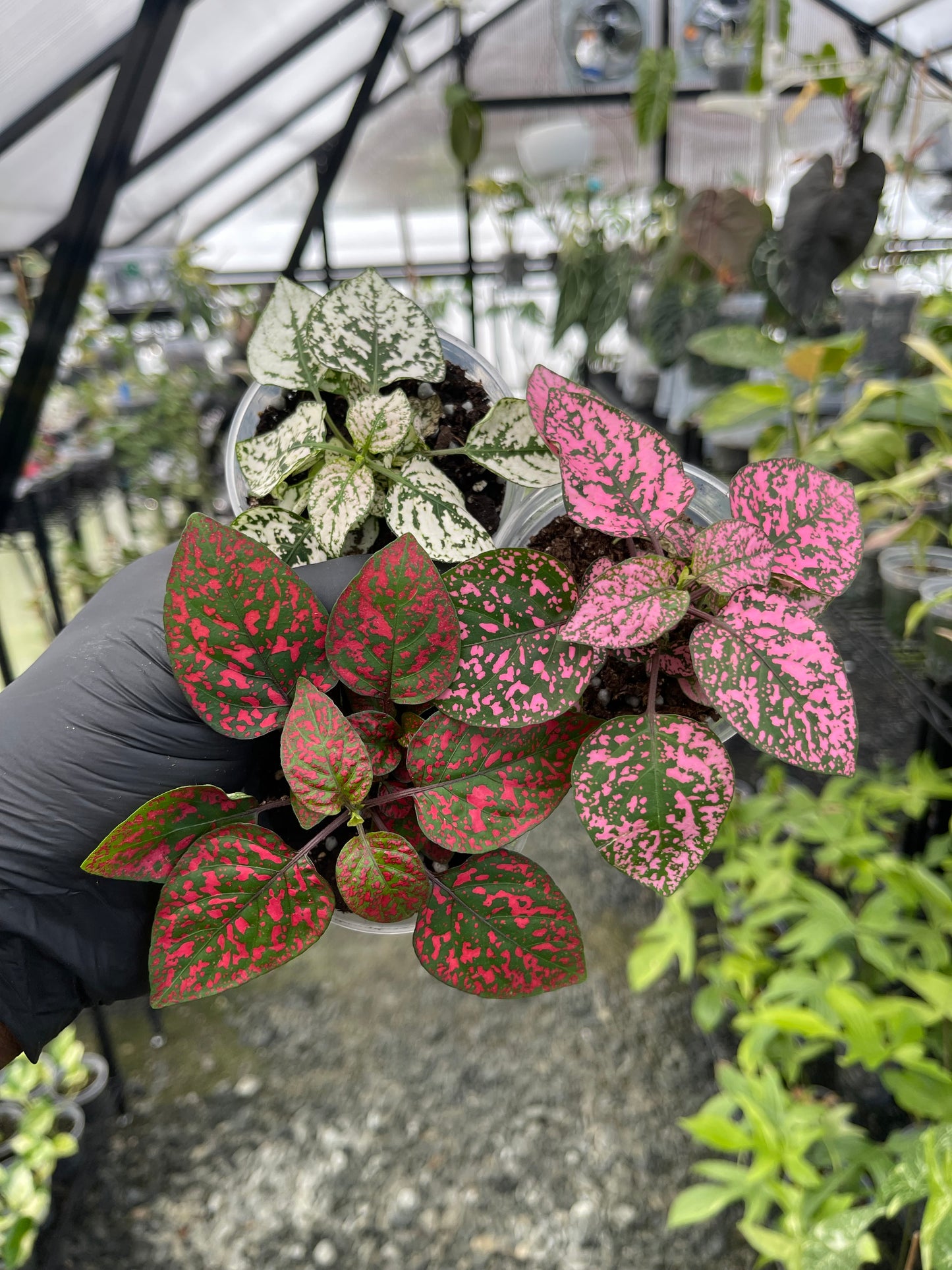 Polka Dot Plant( White)- Grower’s Choice