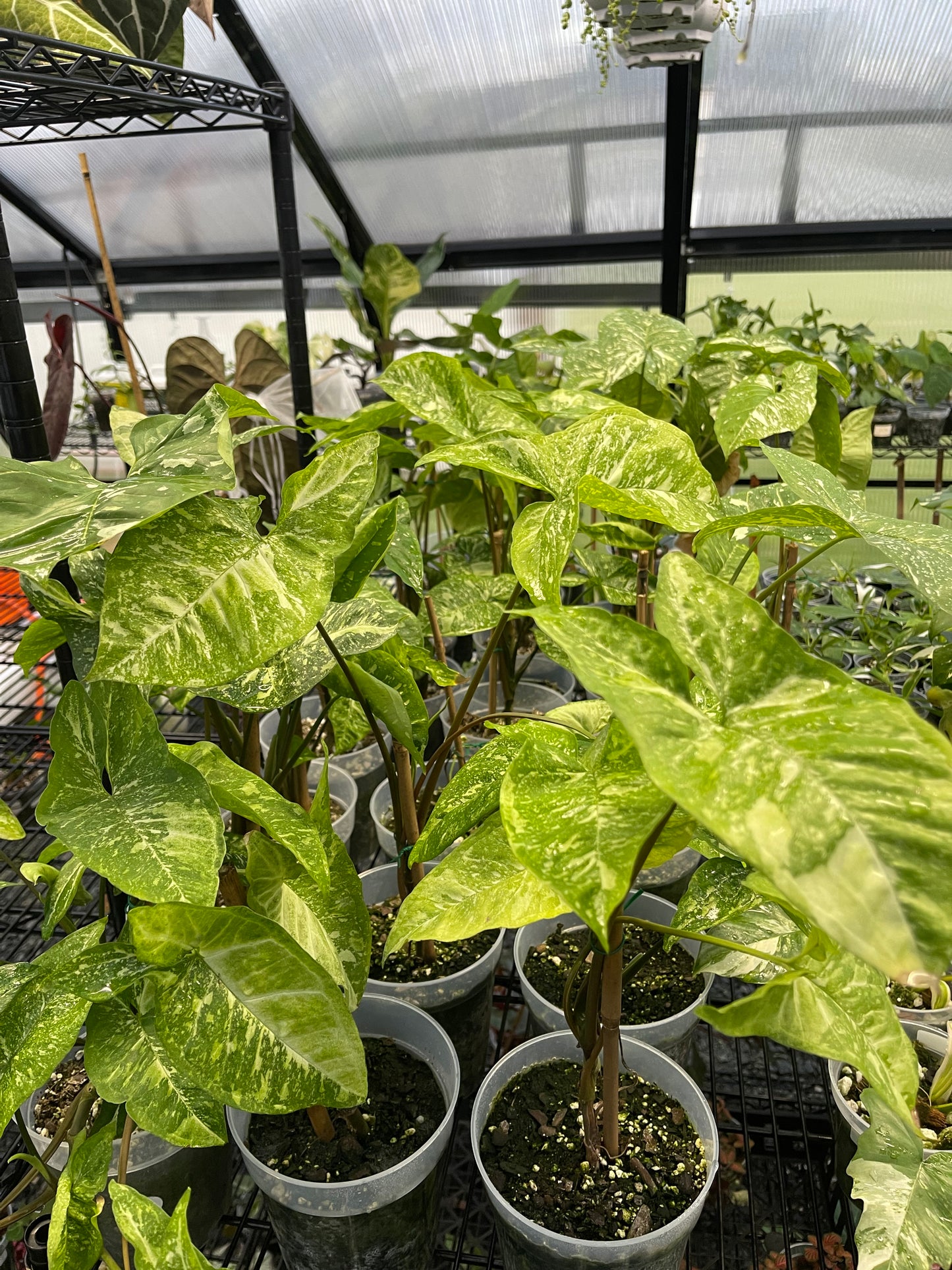 Syngonium Panda Galaxy( Grower’s Choice)