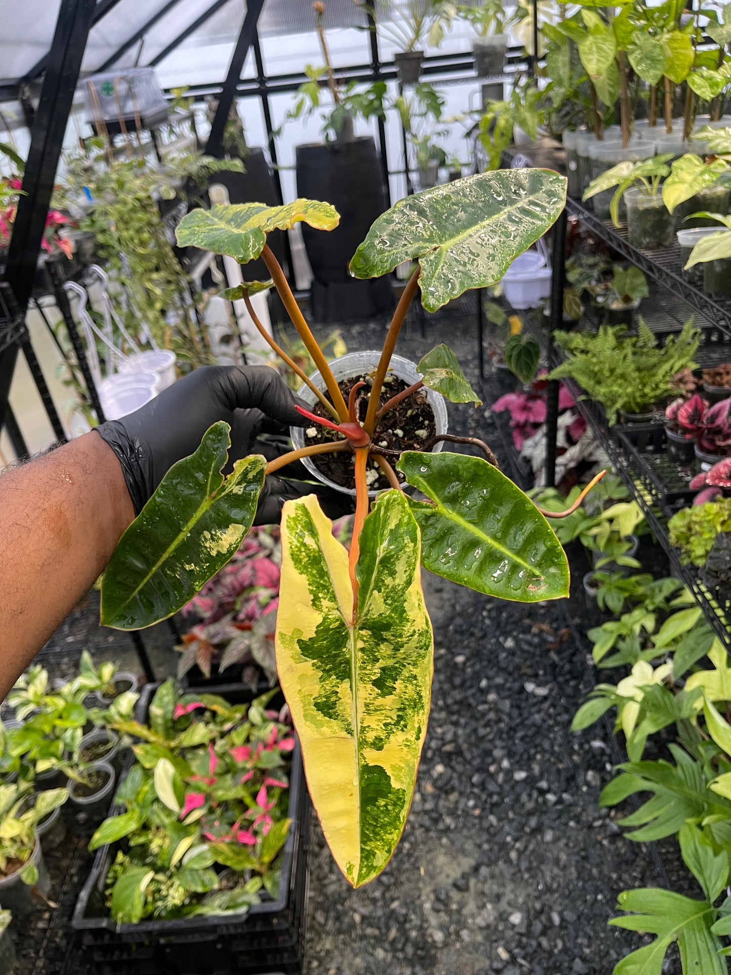 Variegated Philodendron Billietae