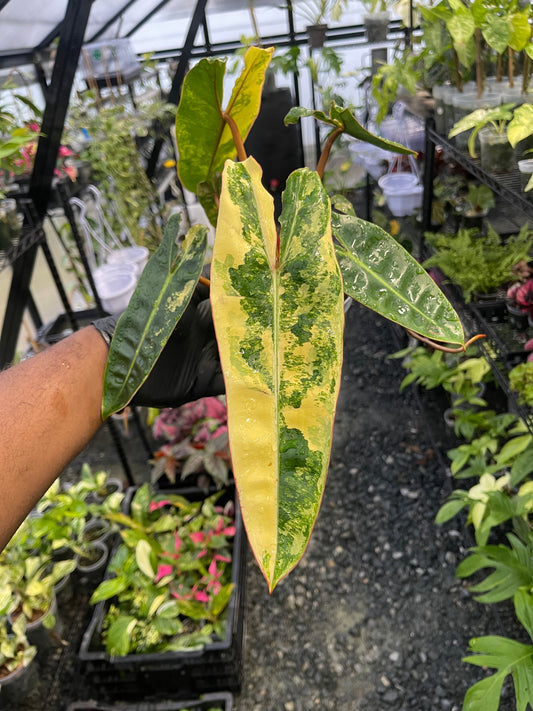 Variegated Philodendron Billietae