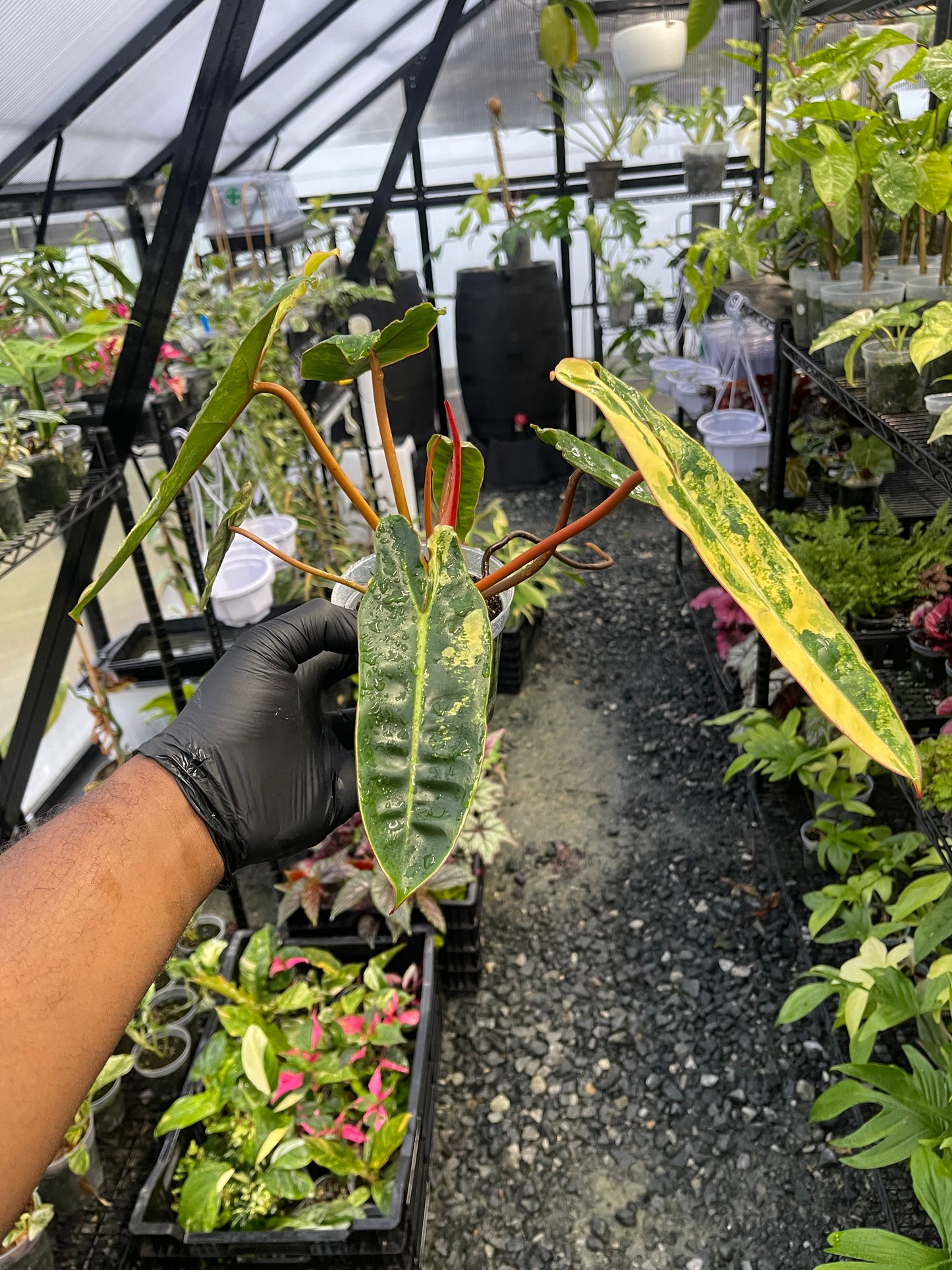 Variegated Philodendron Billietae