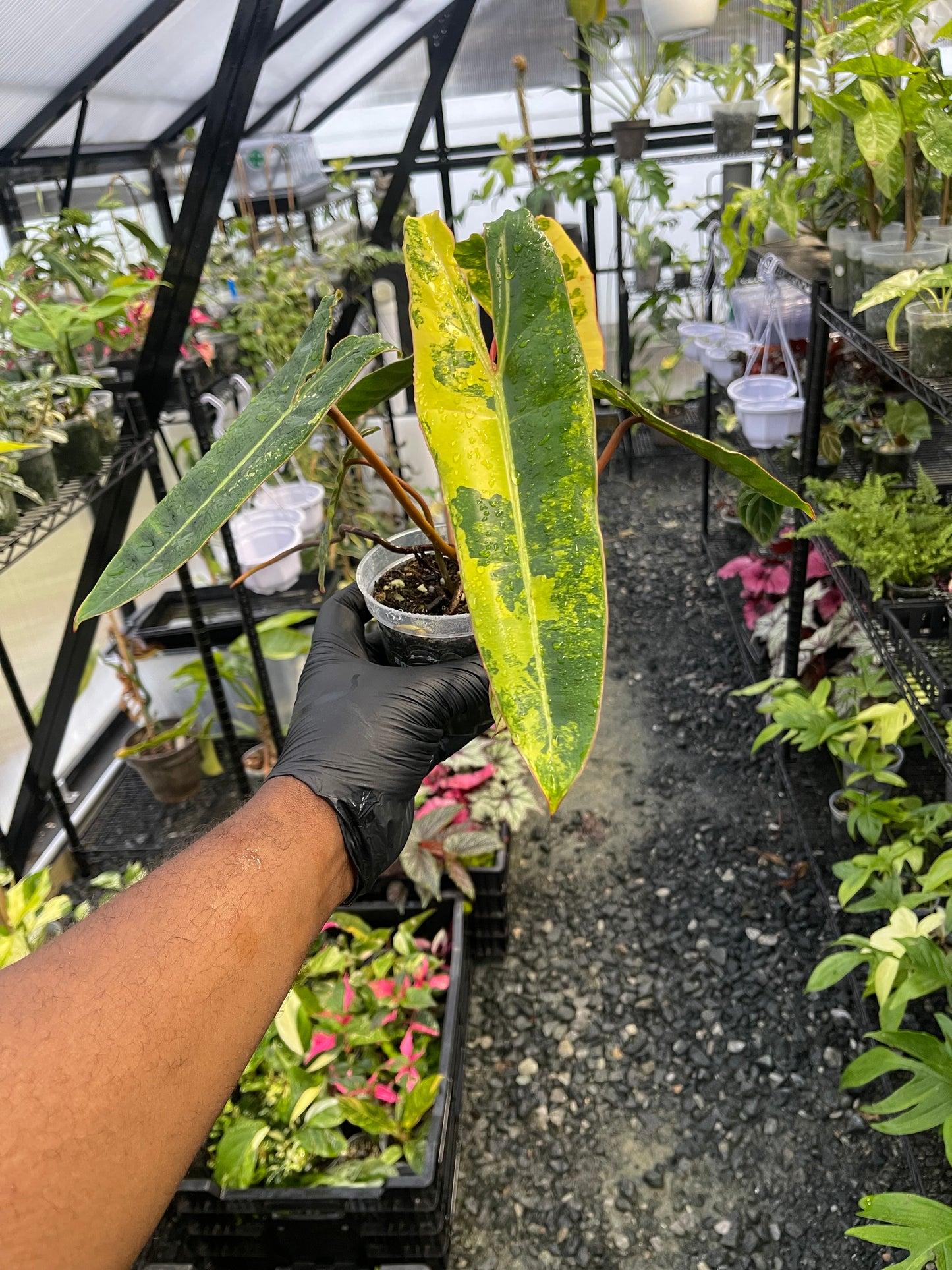 Variegated Philodendron Billietae