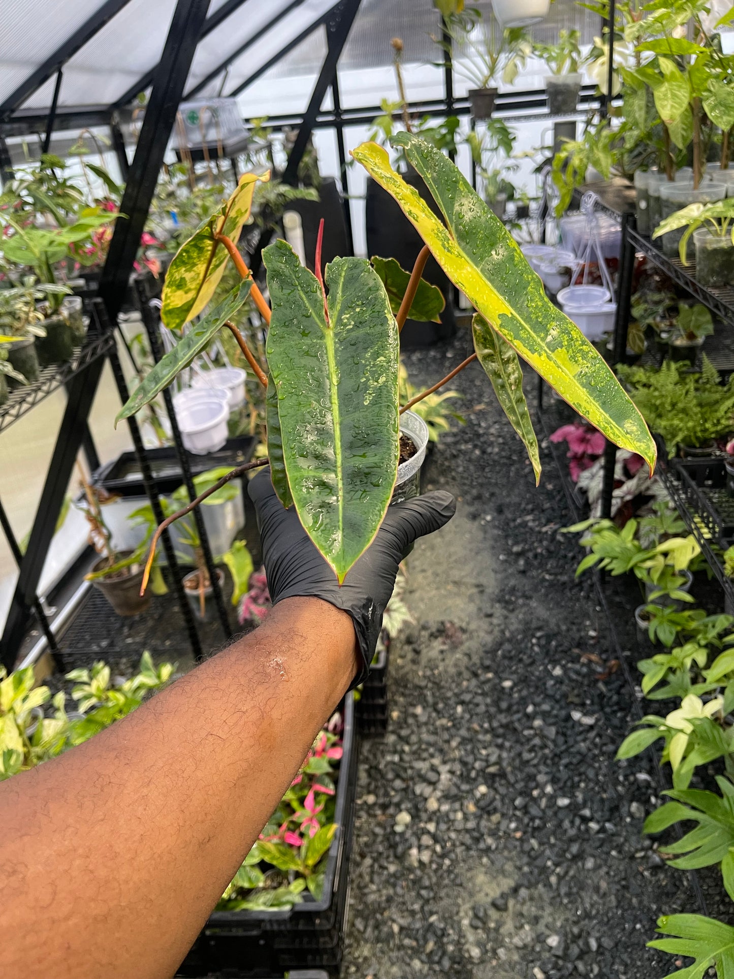 Variegated Philodendron Billietae