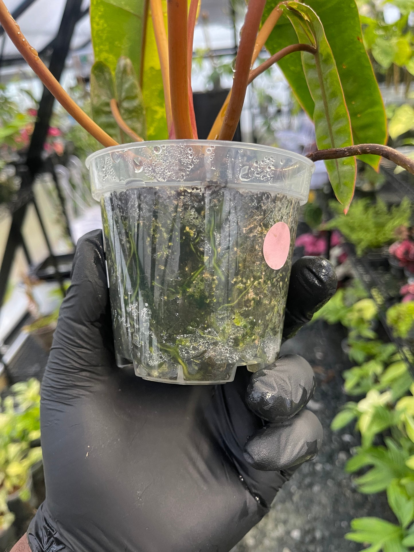 Variegated Philodendron Billietae