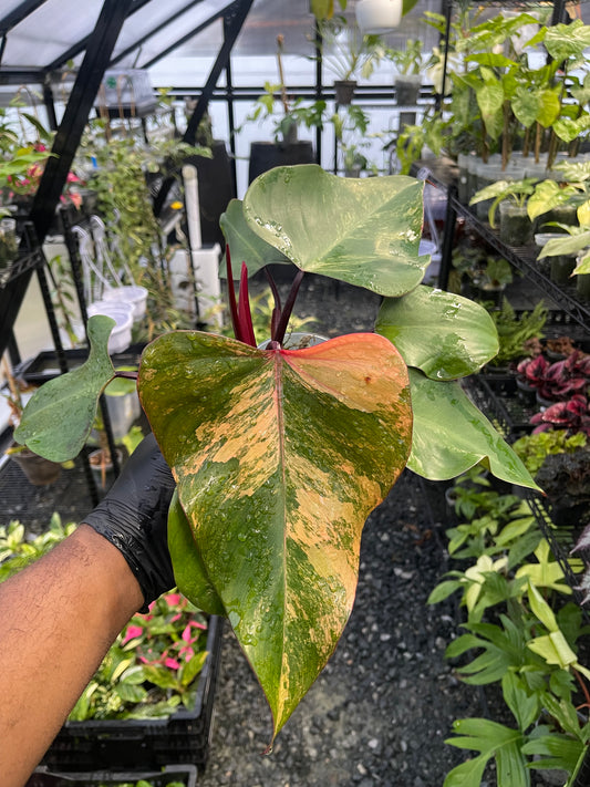 Philodendron Strawberry Shake (Lower Variegation)