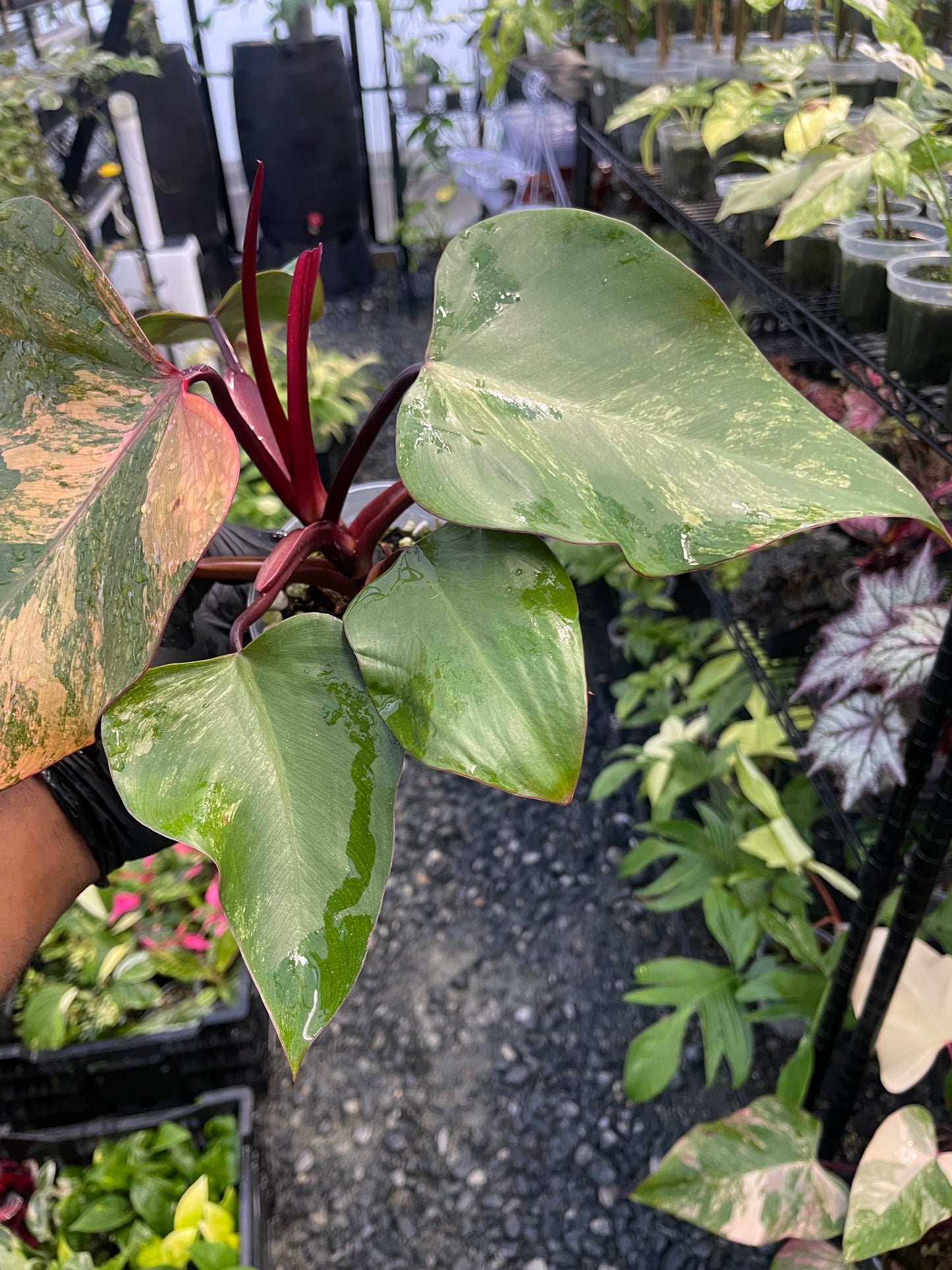 Philodendron Strawberry Shake (Lower Variegation)