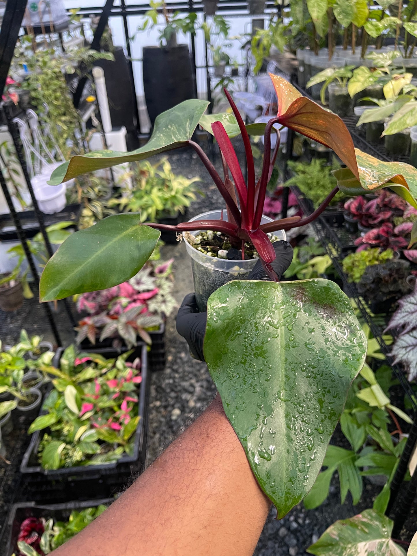 Philodendron Strawberry Shake (Lower Variegation)