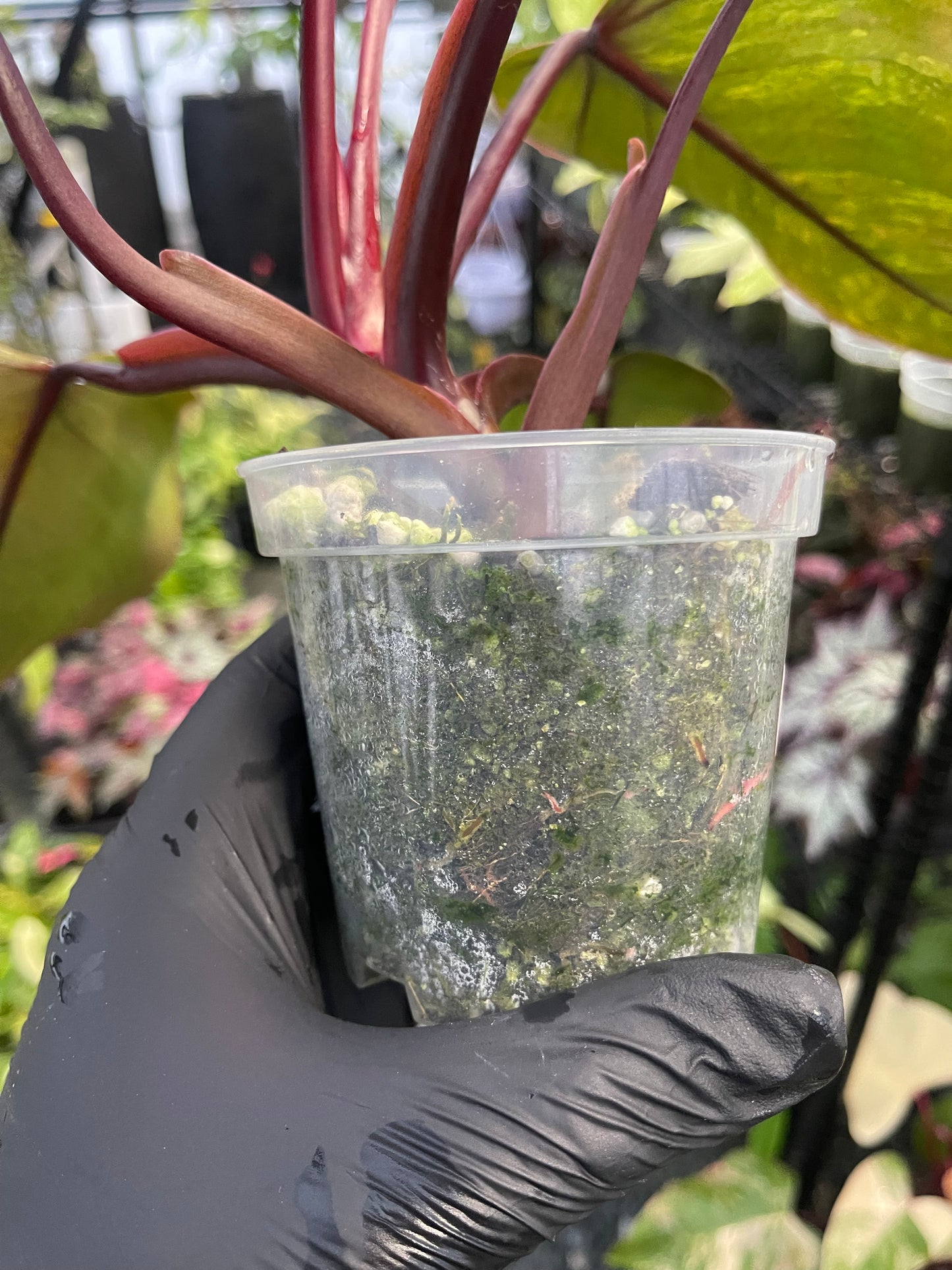 Philodendron Strawberry Shake (Lower Variegation)