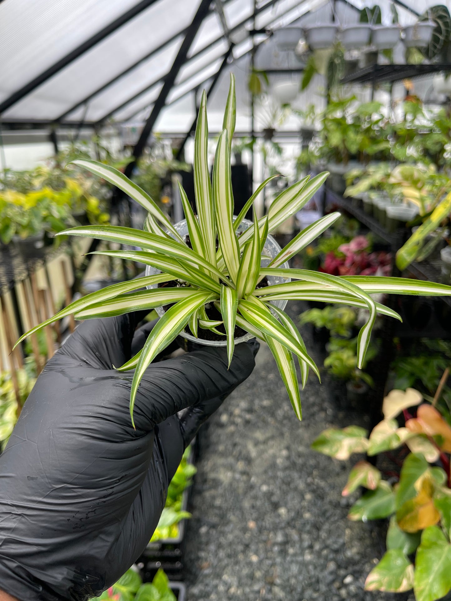 Spider Plant(Starter Plant)- Grower’s Choice