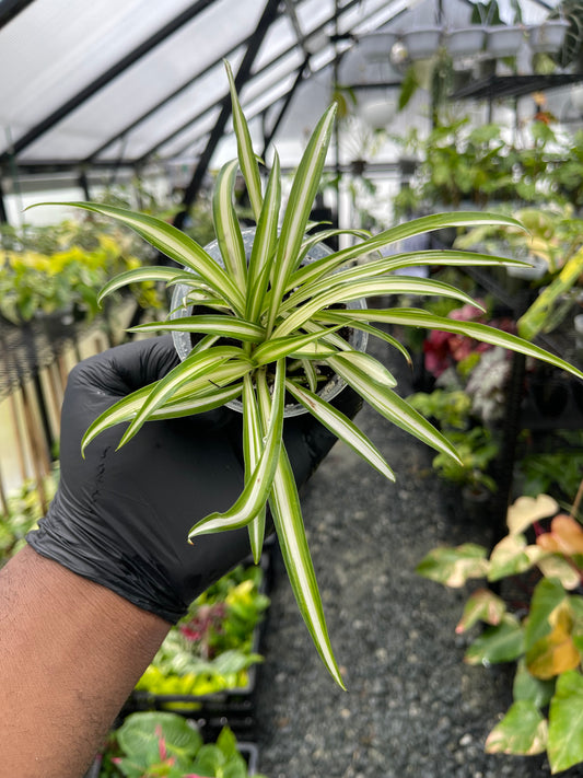 Spider Plant(Starter Plant)- Grower’s Choice