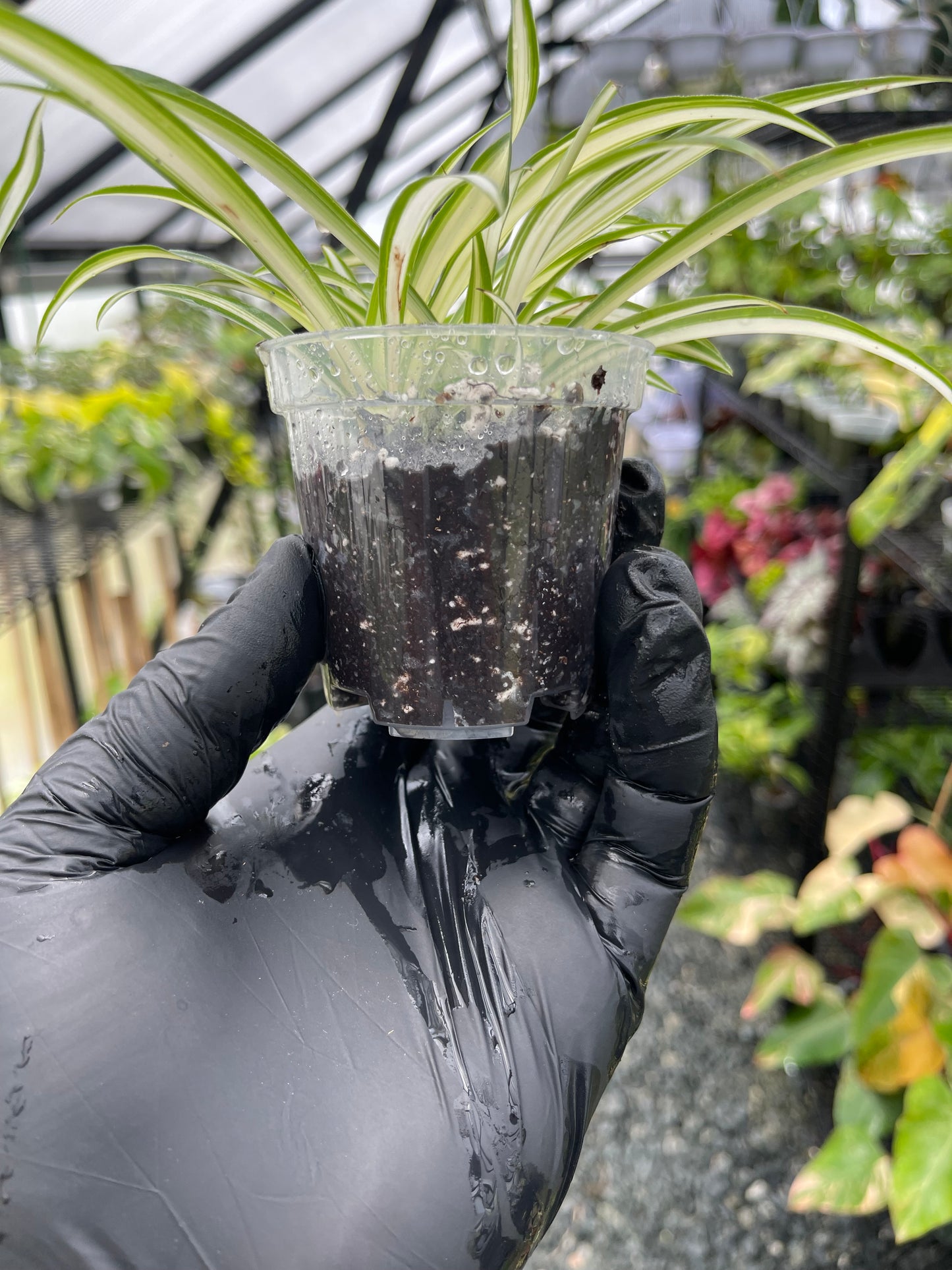 Spider Plant(Starter Plant)- Grower’s Choice