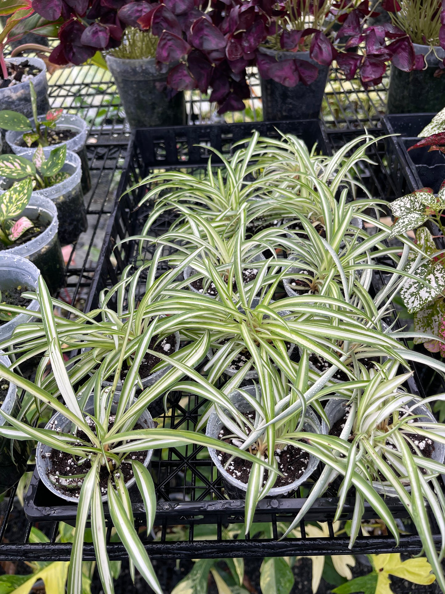 Spider Plant(Starter Plant)- Grower’s Choice