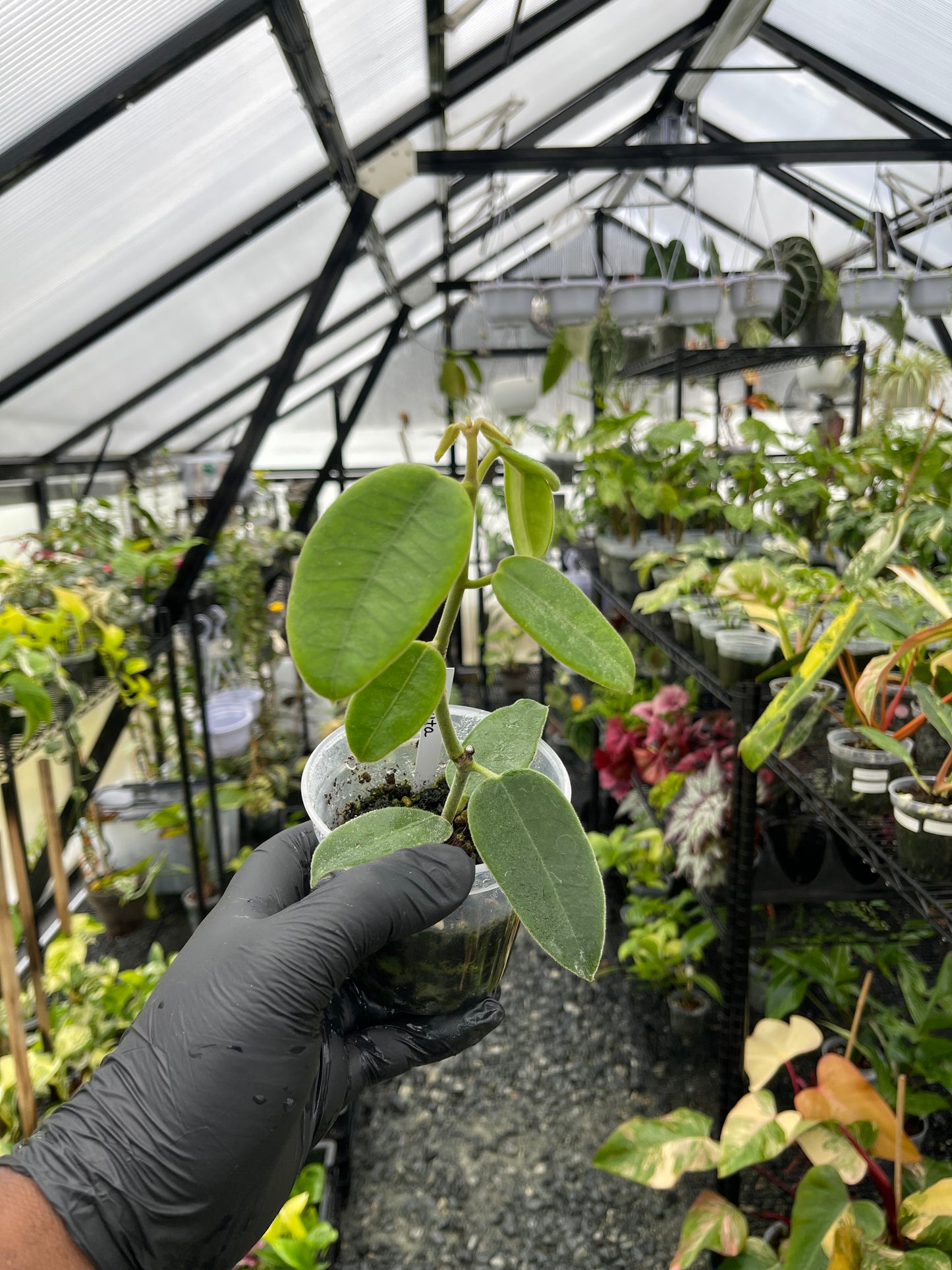 Hoya Ciliata – SouthernMdTropicals