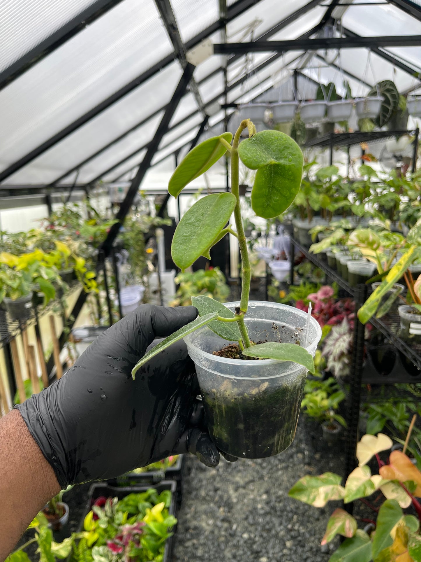 Hoya Ciliata