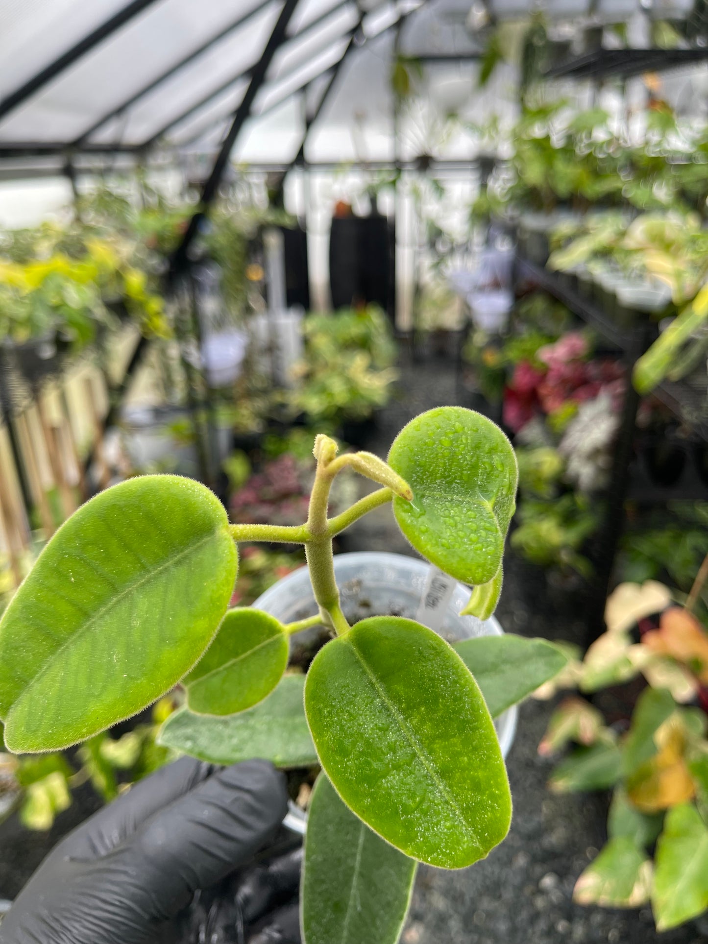 Hoya Ciliata – SouthernMdTropicals