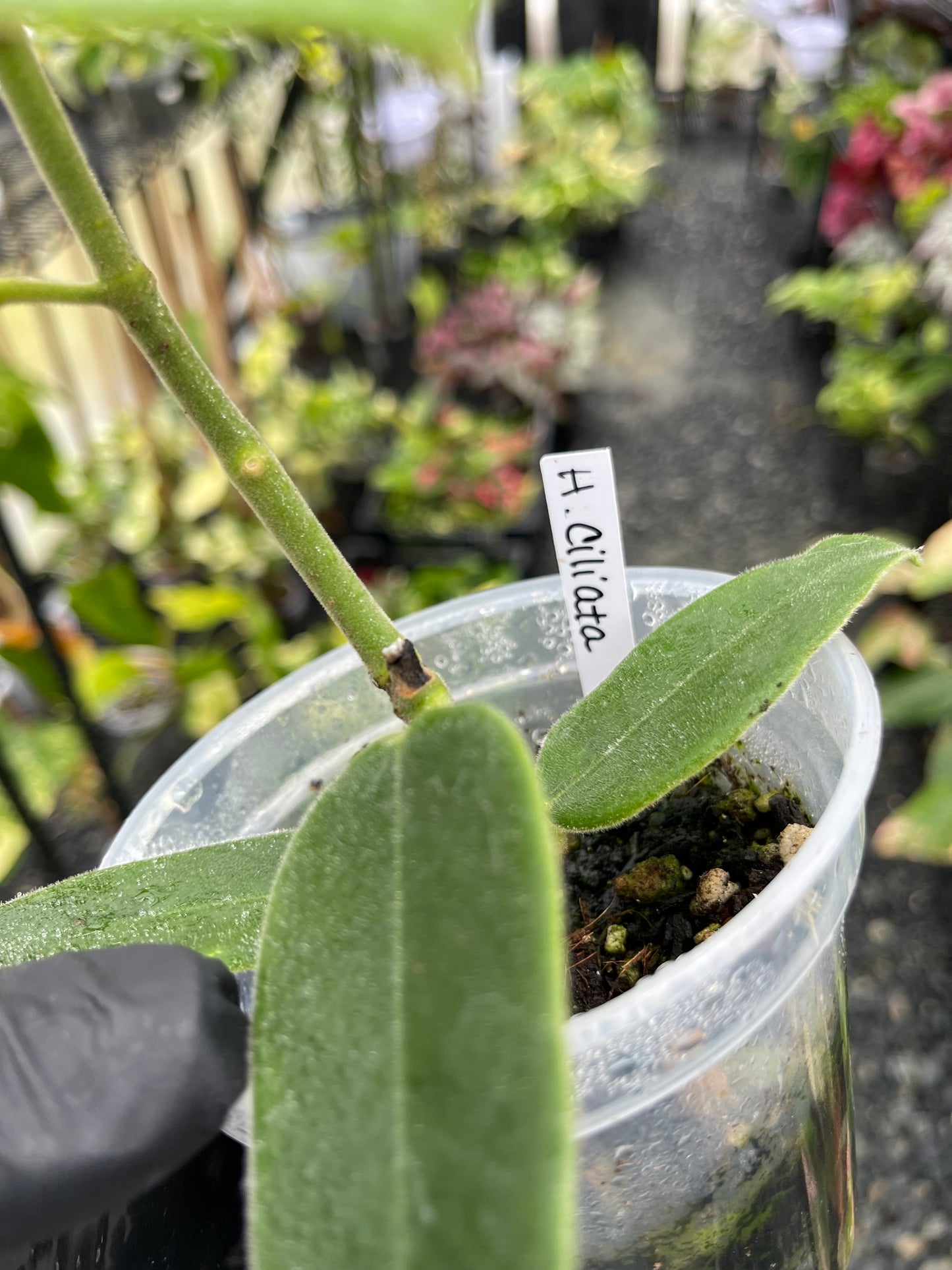 Hoya Ciliata