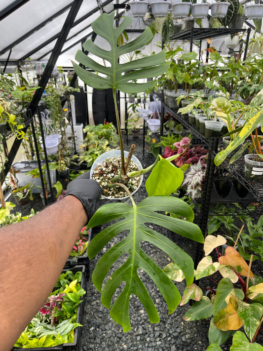 Monstera Sierrana( Hawaiian Form)