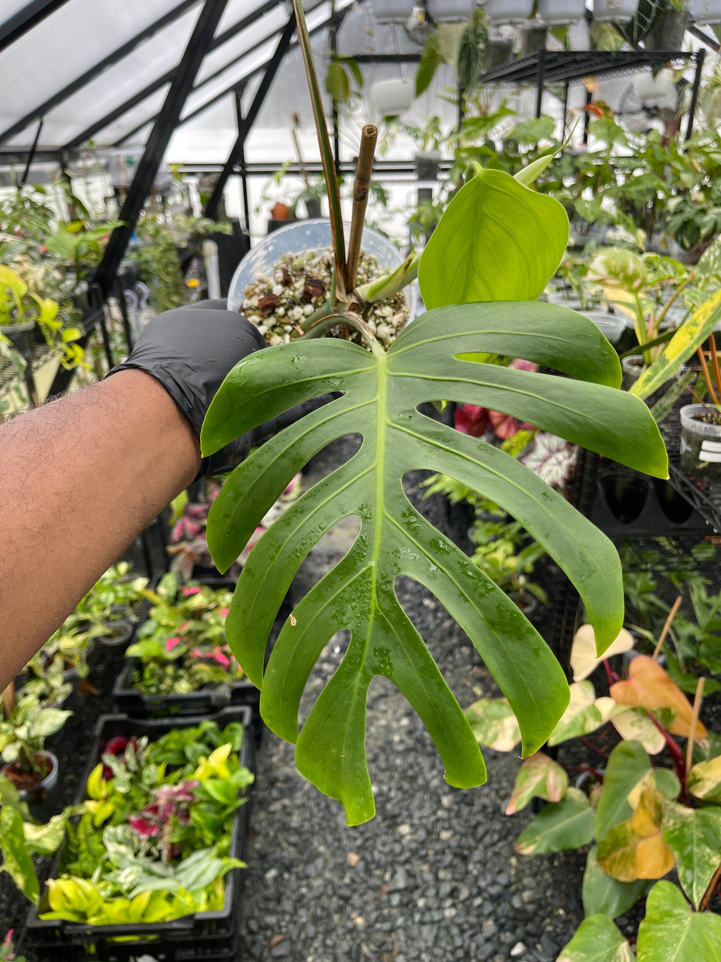 Monstera Sierrana( Hawaiian Form)