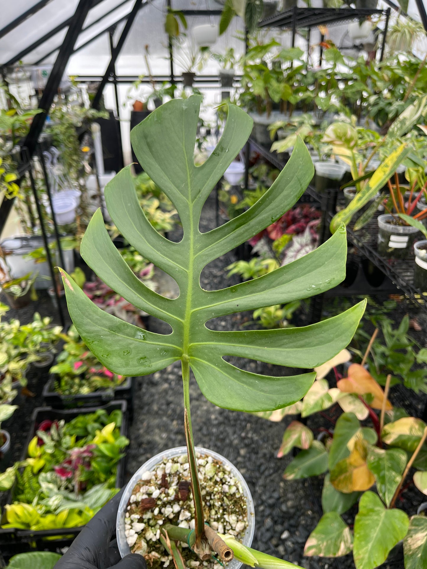 Monstera Sierrana( Hawaiian Form)