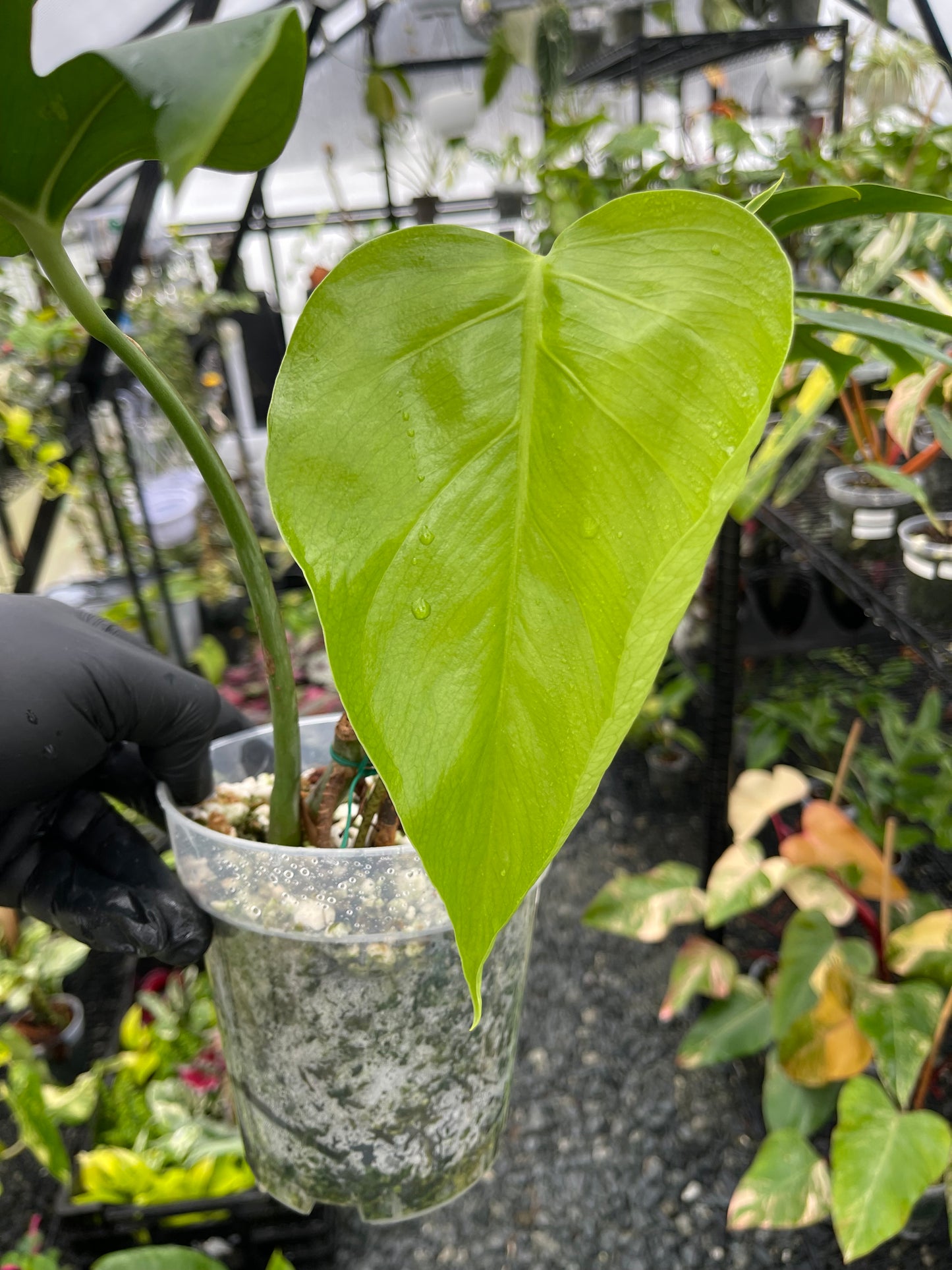 Monstera Sierrana( Hawaiian Form)