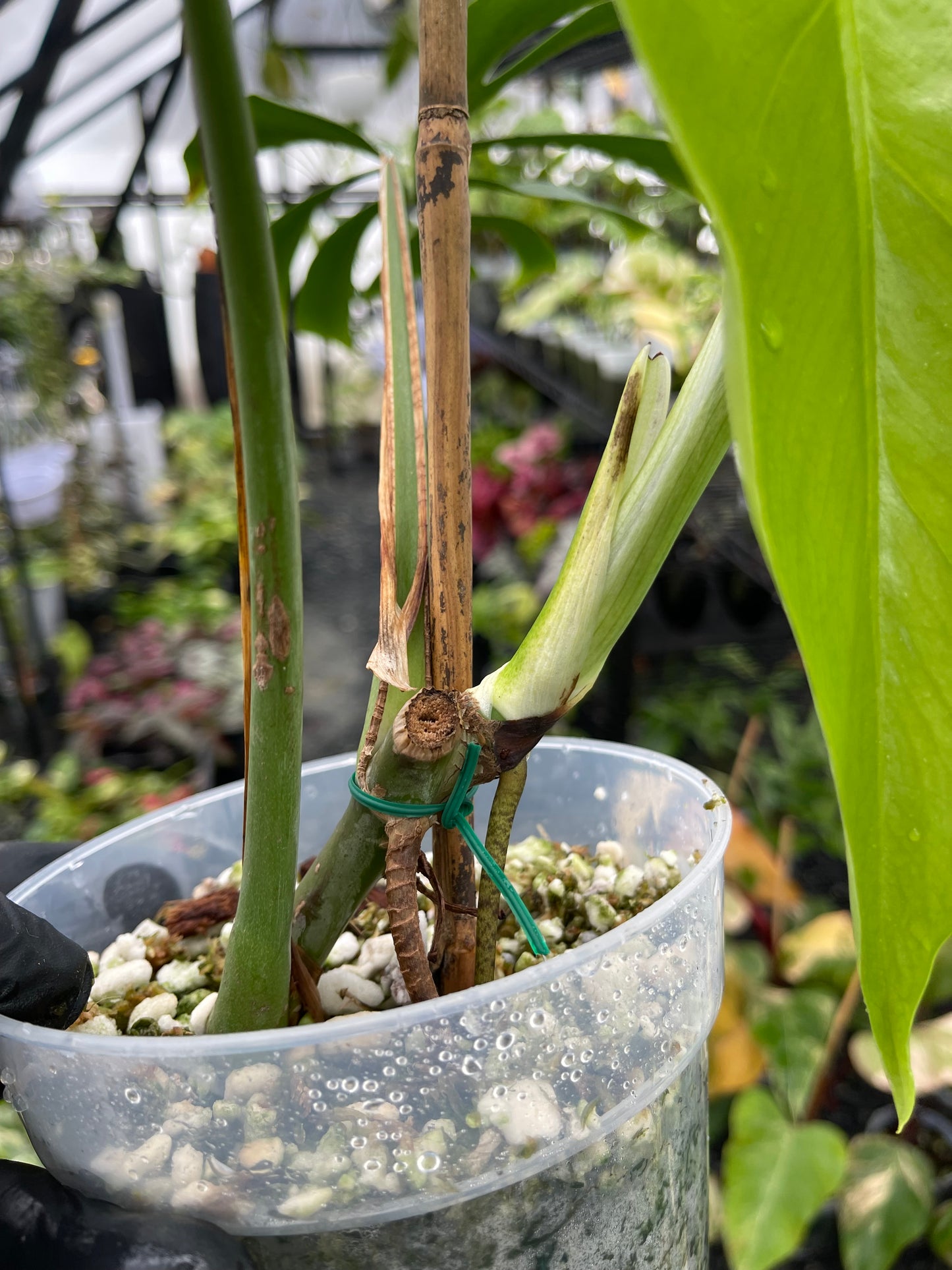 Monstera Sierrana( Hawaiian Form)