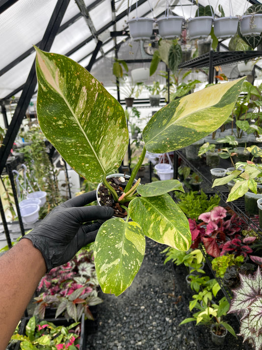 Philodendron Green Congo Nuclear- Grower's Choice