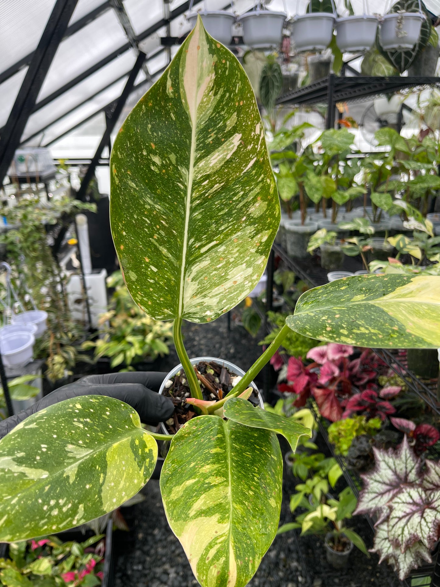 Philodendron Green Congo Nuclear- Grower's Choice