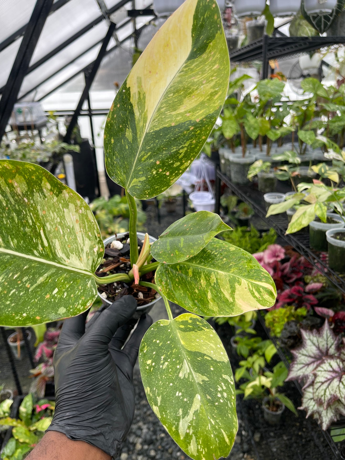 Philodendron Green Congo Nuclear- Grower's Choice