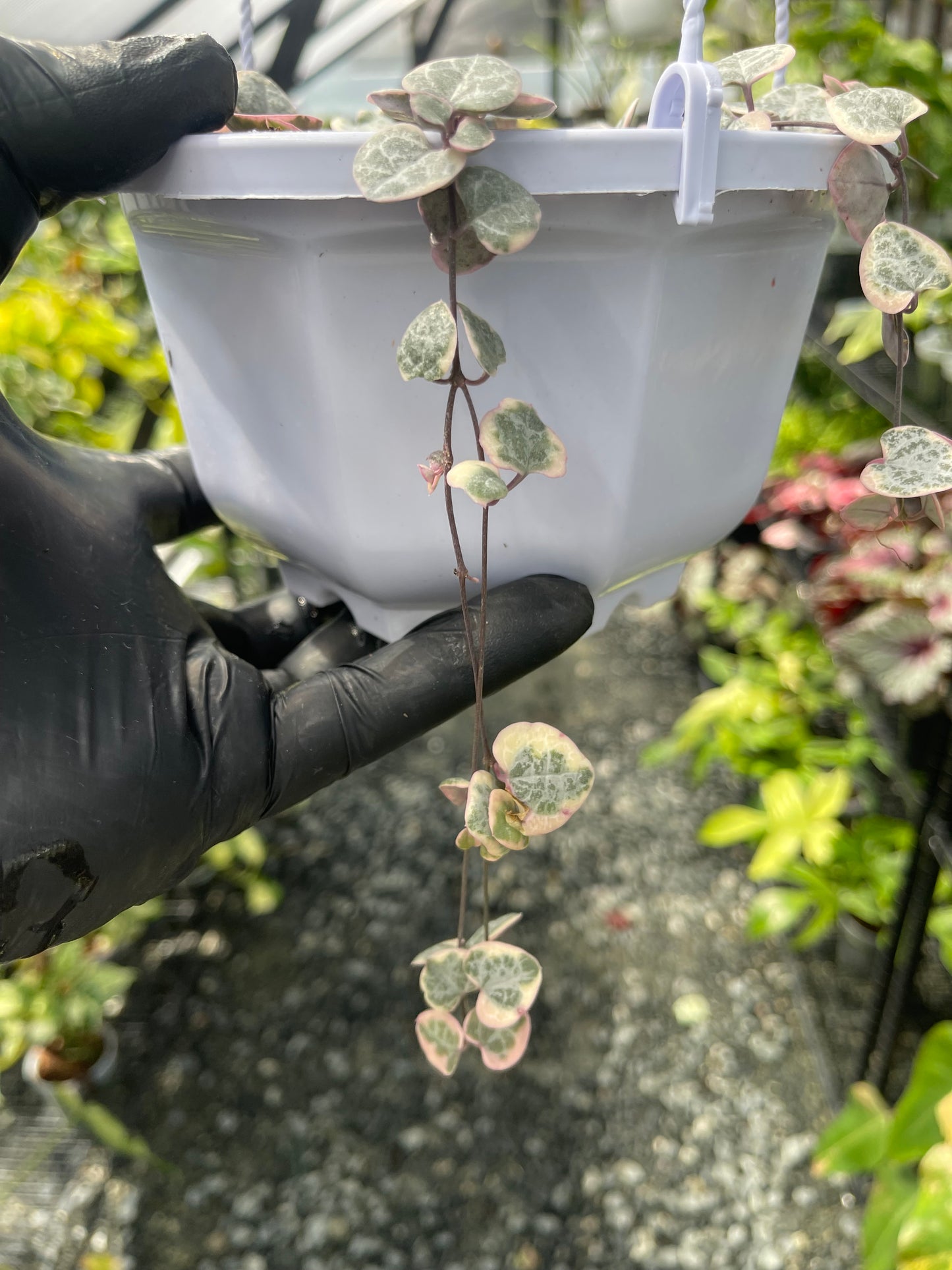 Variegated String Of Hearts- Grower’s Choice