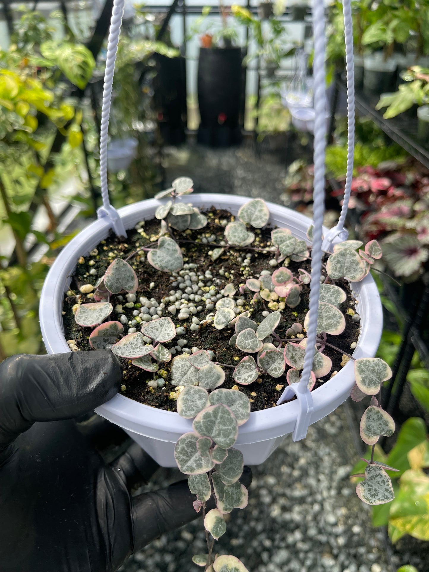 Variegated String Of Hearts- Grower’s Choice