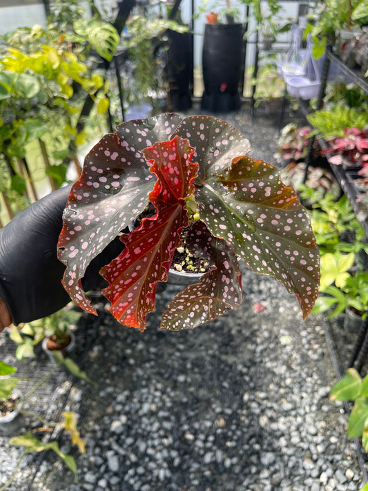 Begonia- Cracklin Rosie- Grower's Choice