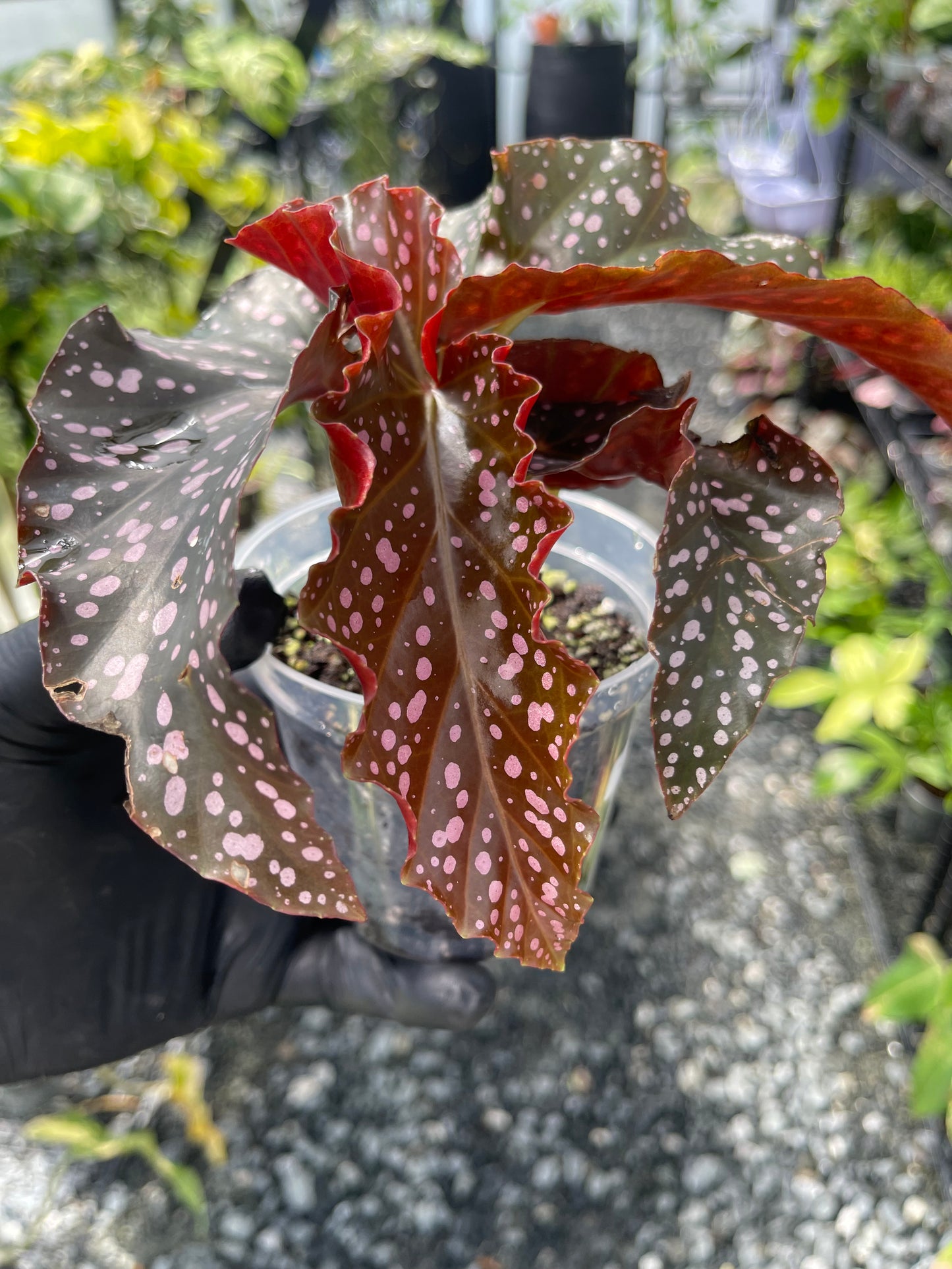 Begonia- Cracklin Rosie- Grower's Choice