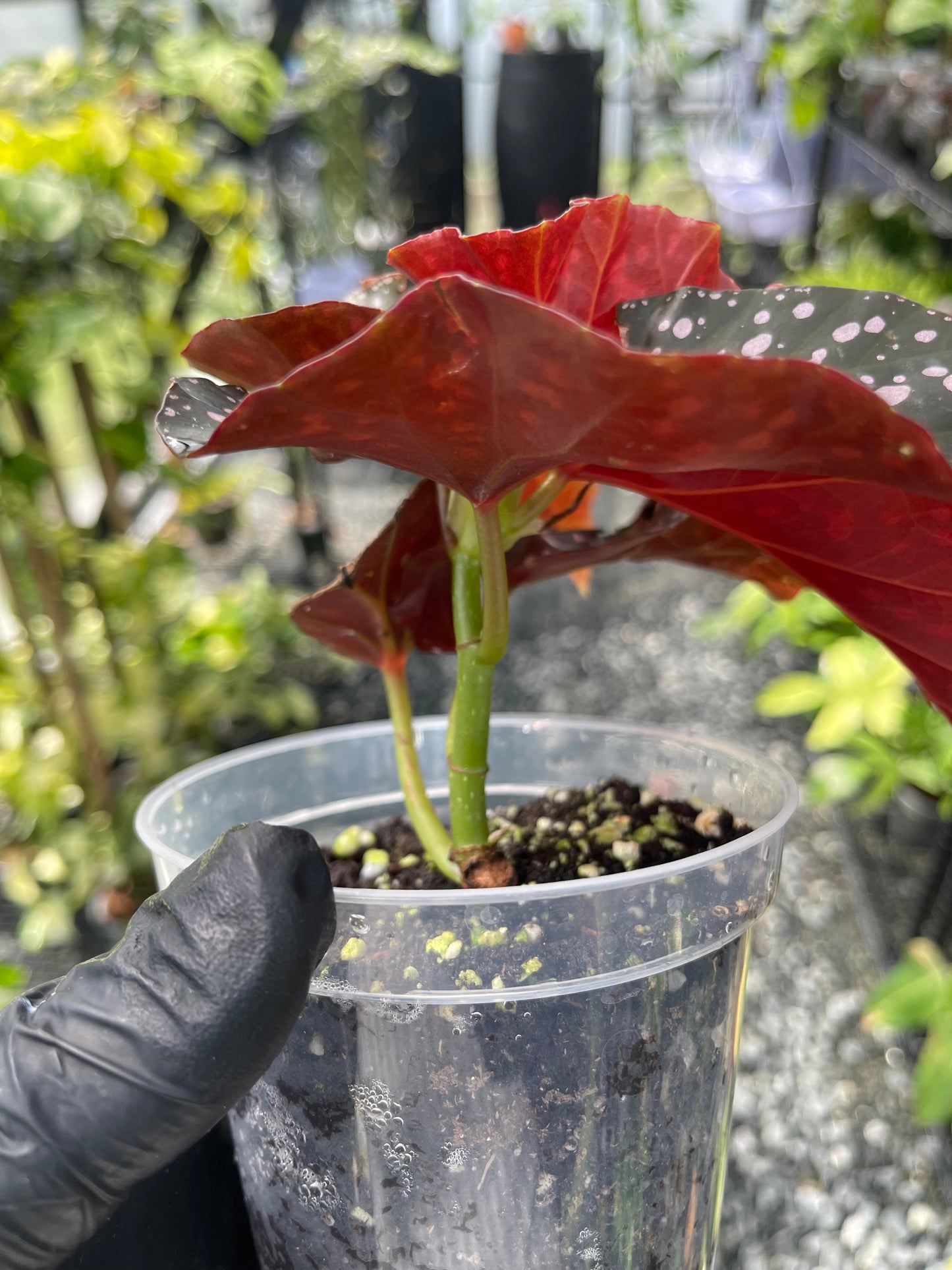 Begonia- Cracklin Rosie- Grower's Choice