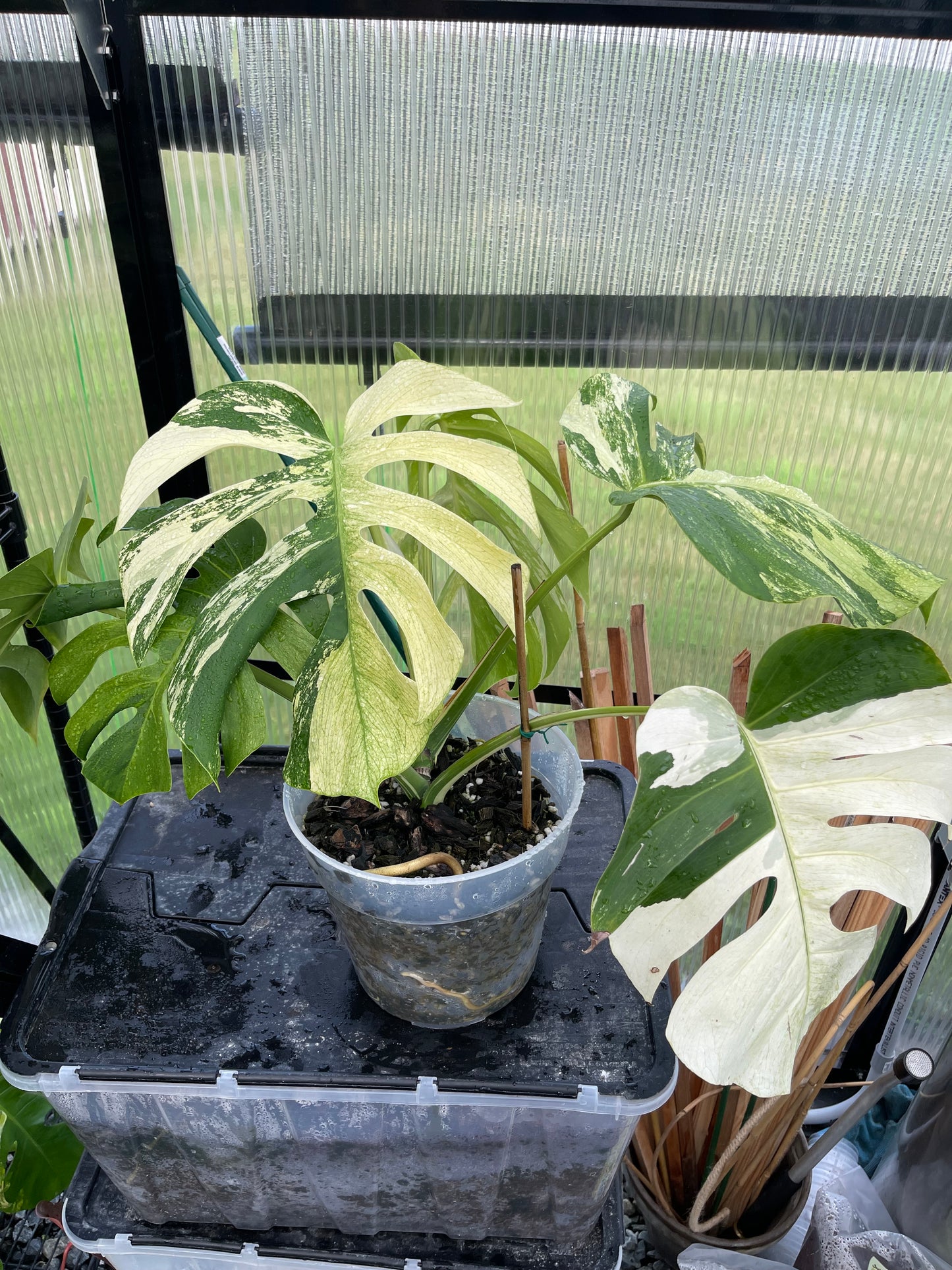 Monstera Mint NOID(Jungle Mint)