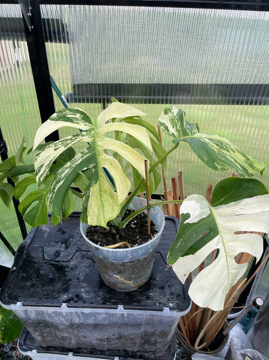 Monstera Mint NOID(Jungle Mint)