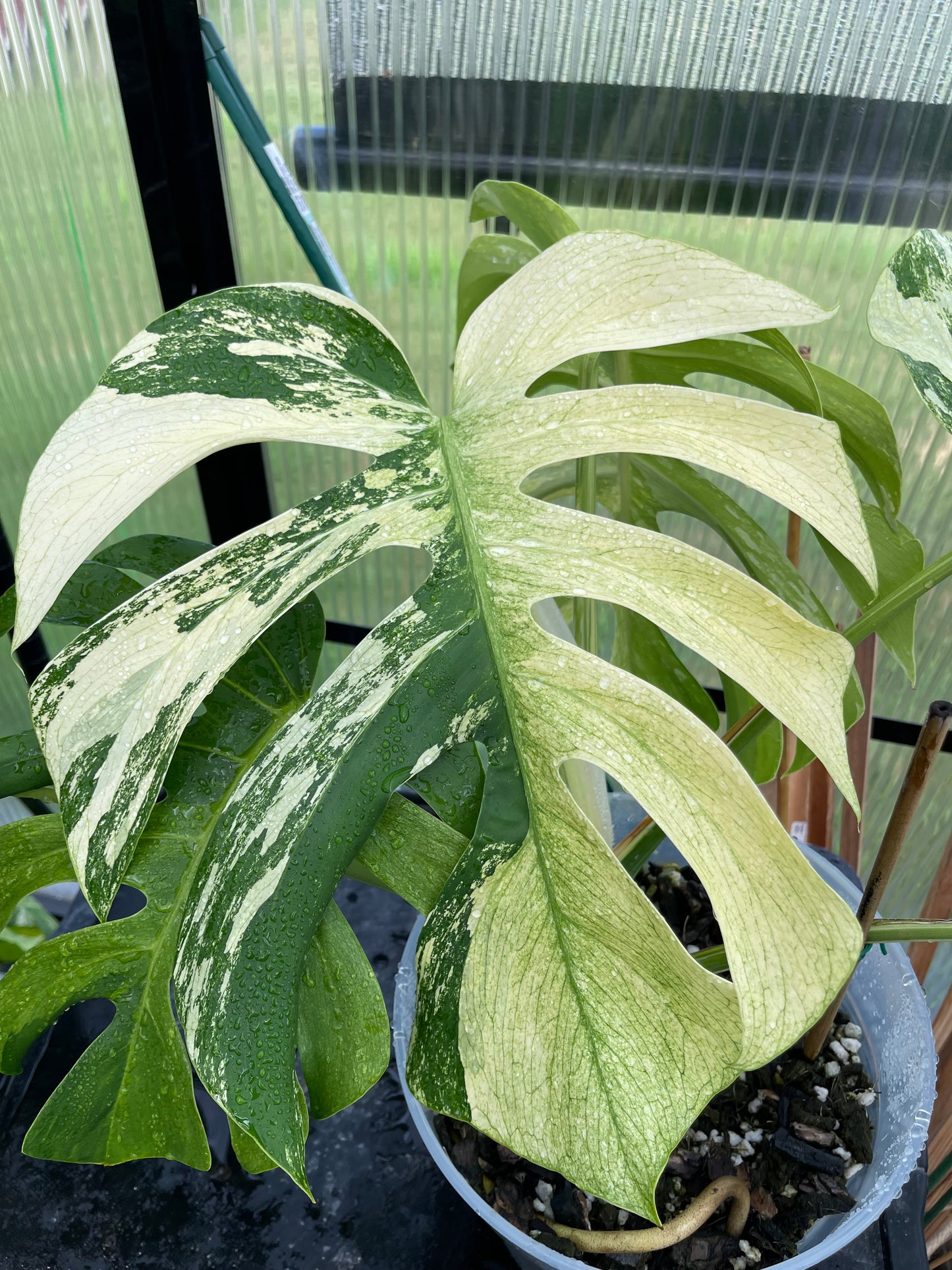 Monstera Mint NOID(Jungle Mint)