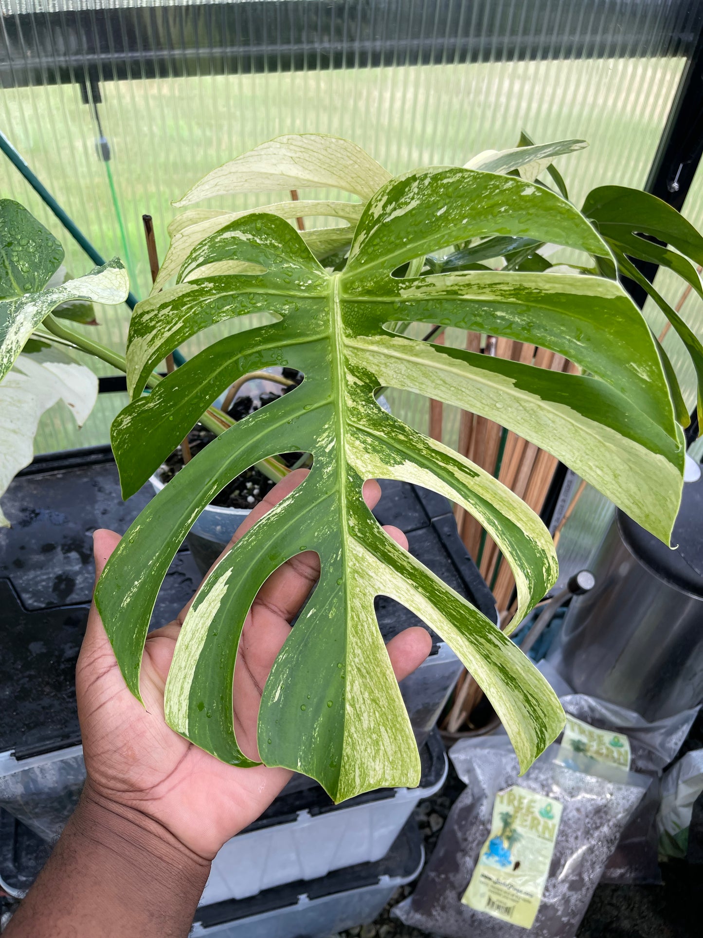 Monstera Mint NOID(Jungle Mint)