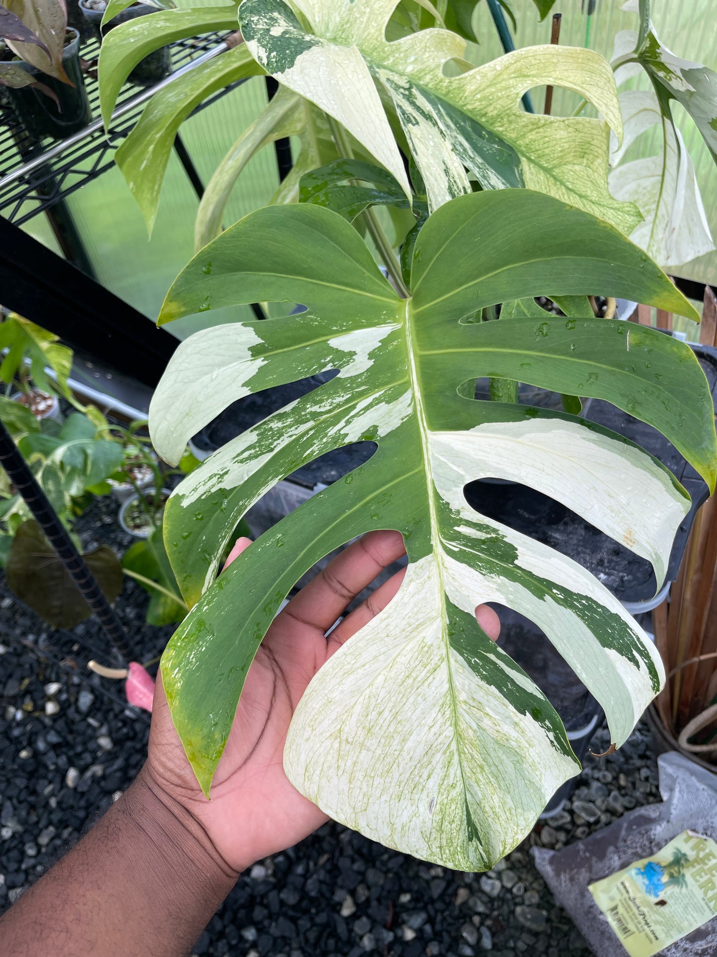 Monstera Mint NOID(Jungle Mint)